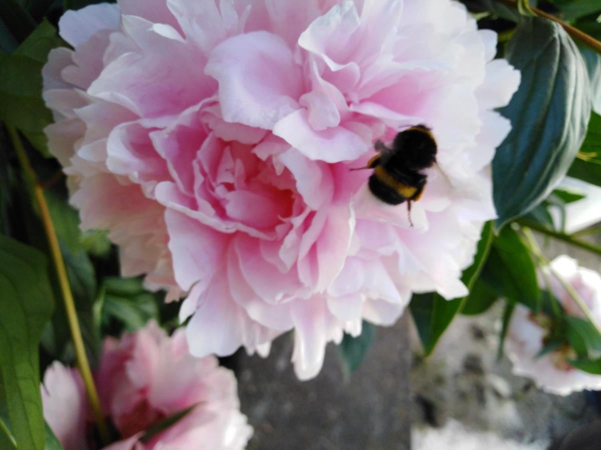 Ferienwohnung Mit Kleinem Garten ซอนเนนบูล ภายนอก รูปภาพ
