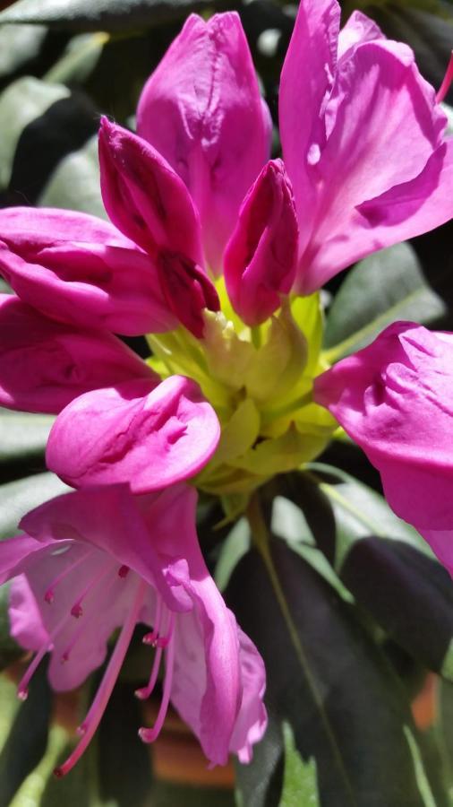 Ferienwohnung Mit Kleinem Garten ซอนเนนบูล ภายนอก รูปภาพ